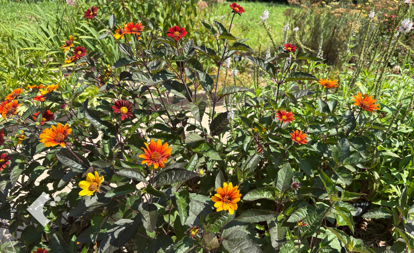 7月下旬に花摘みを行い葉色が赤からオレンジへ変化してきたヘリオプシス'ブリーディングハーツ'の様子