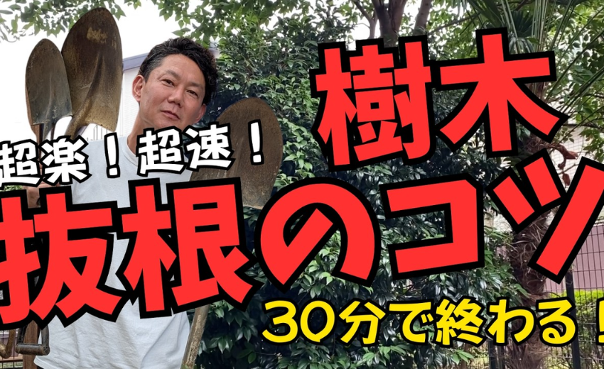 お庭の、木を抜きたい方にオススメ情報！ 時間短縮で、楽に樹木を伐根する方法を伝授