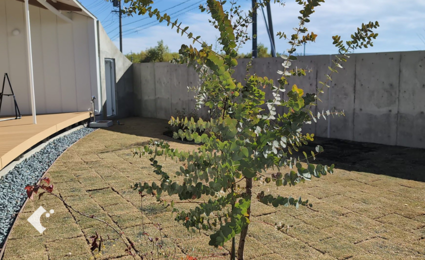 意外と知られていない寒冷地で育つオーストラリアの樹木ユーカリグニー