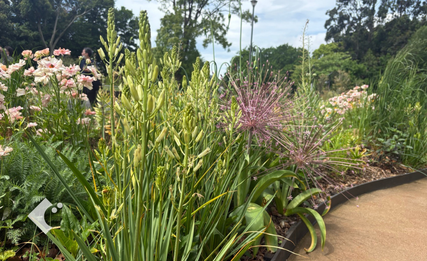 5月上旬の花前のカマシア"ライヒトリ二ーアルバ"の様子
