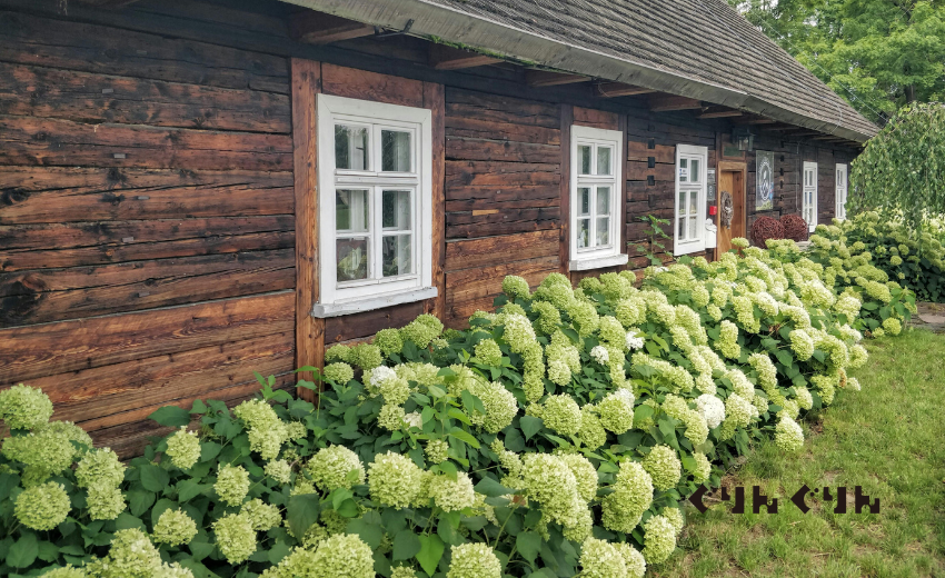 アメリカアジサイ