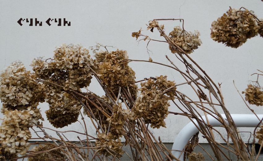 枯れたアナベル