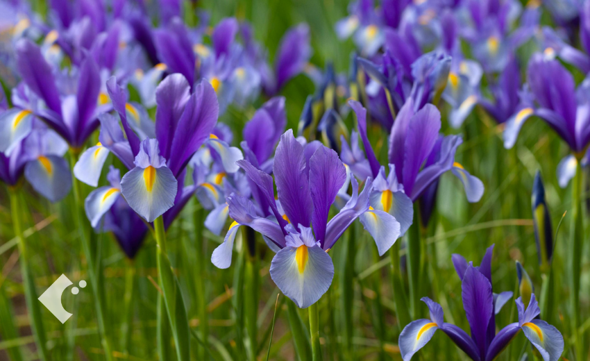 5月上旬に見ごろを迎えるダッチアイリス'ブルーマジック'の花
