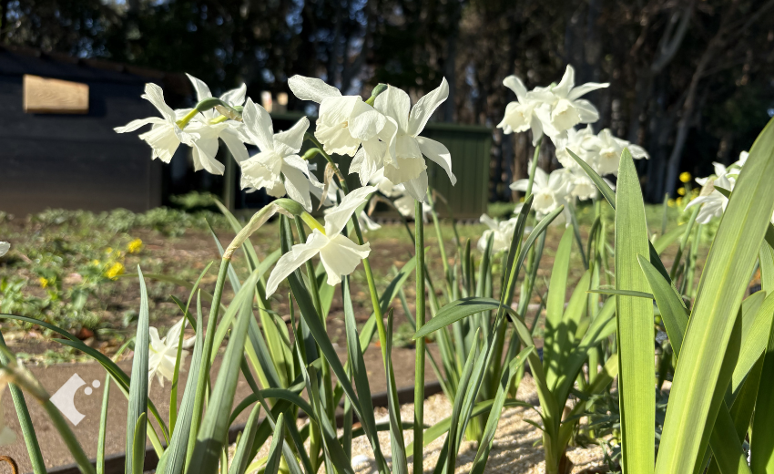 4月上旬のスイセン タリアの様子