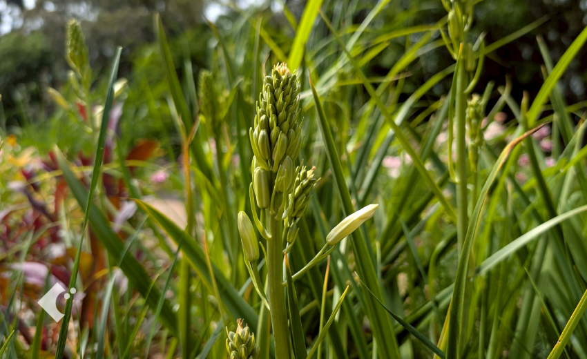 4月下旬に蕾が上がってきたカマシア"ライヒトリ二ーアルバ"の様子