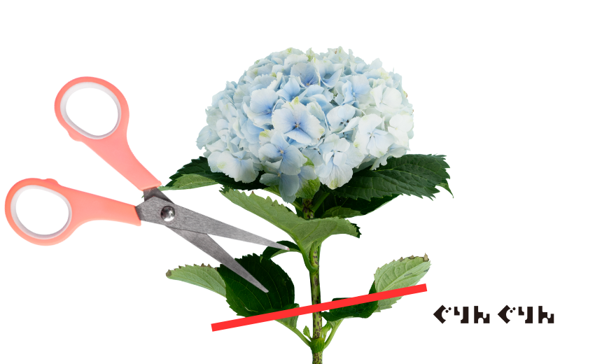 ガクアジサイとヤマアジサイの剪定