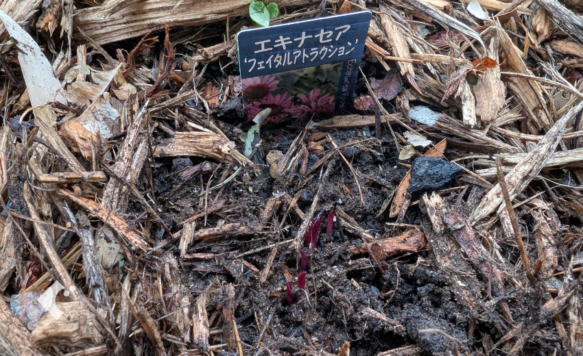 3月中旬にマルチの中から芽吹いたエキナセア"フェイタルアトラクション"の様子