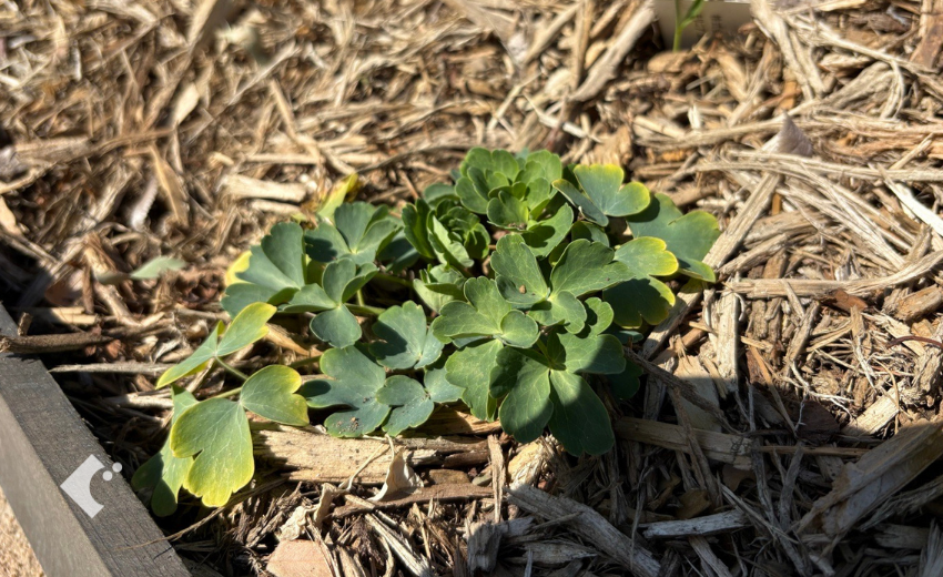 3月に新芽が出始めた西洋オダマキ"ノラバロー"の様子