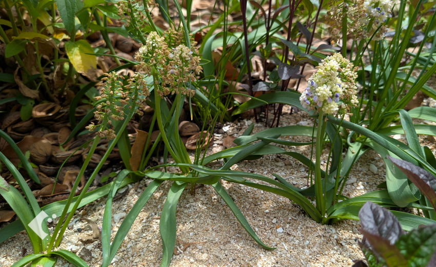 4月下旬 花茎カット後のムスカリ'ダブルマジック'の様子