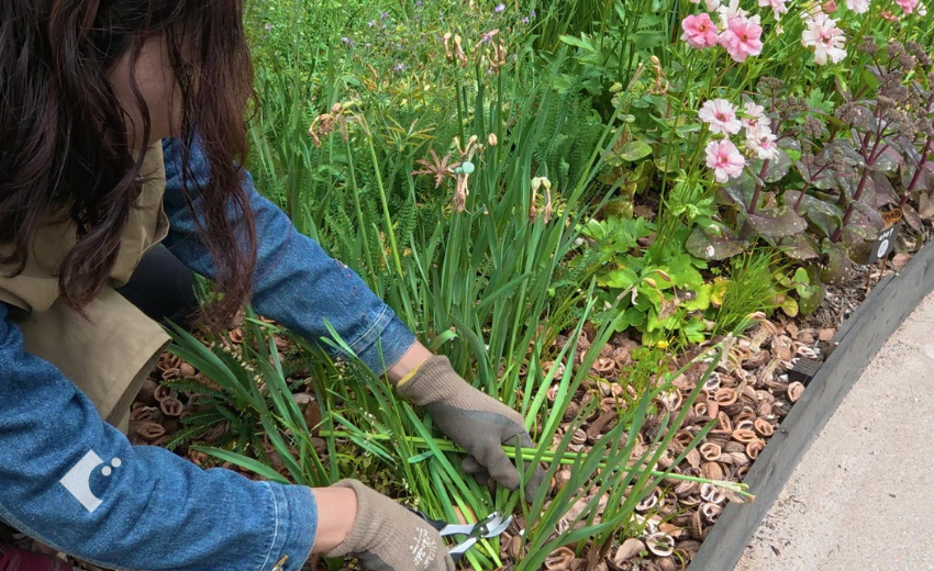 スイセンの花茎をカットしている様子