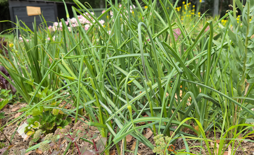 4月下旬に蕾が立ち上がっているアリウム'レッドモヒカン'の様子
