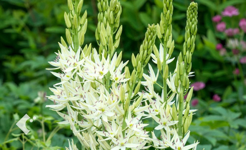 開花したカマシア"ライヒトリ二ーアルバ"の花