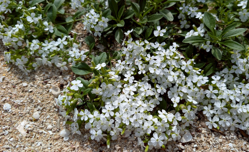 4月下旬に白い花が咲いているサポナリア"スノーチップ"の様子