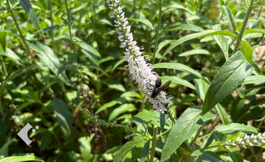 7月下旬に3回目の花芽摘みを行ったベロニカ'フェアリーテイル'の様子