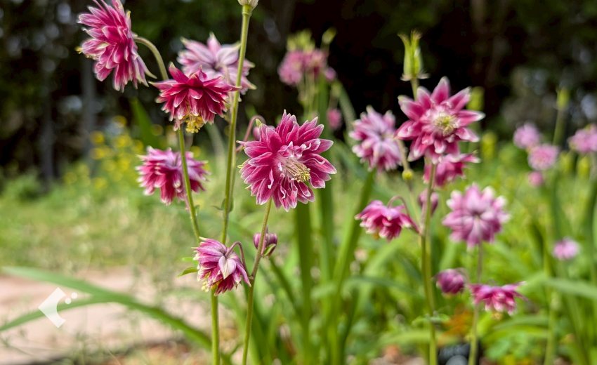 4月下旬に開花した西洋オダマキ"ノラバロー"の様子