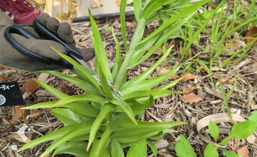 オレンジビューティーの花茎をカットしている様子