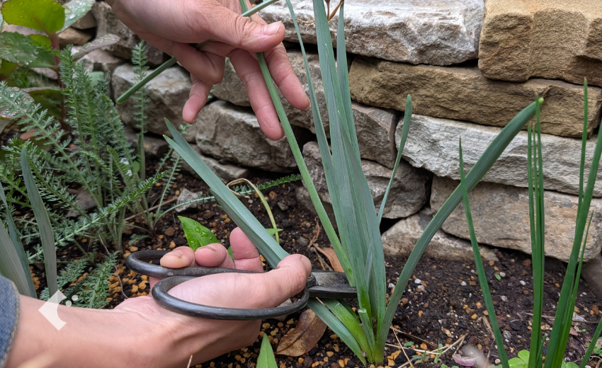 スイセン'テタテート'の花茎をカットしている様子