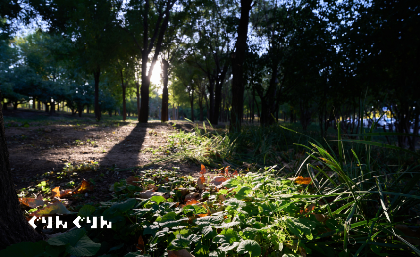 朝日がさす情景
