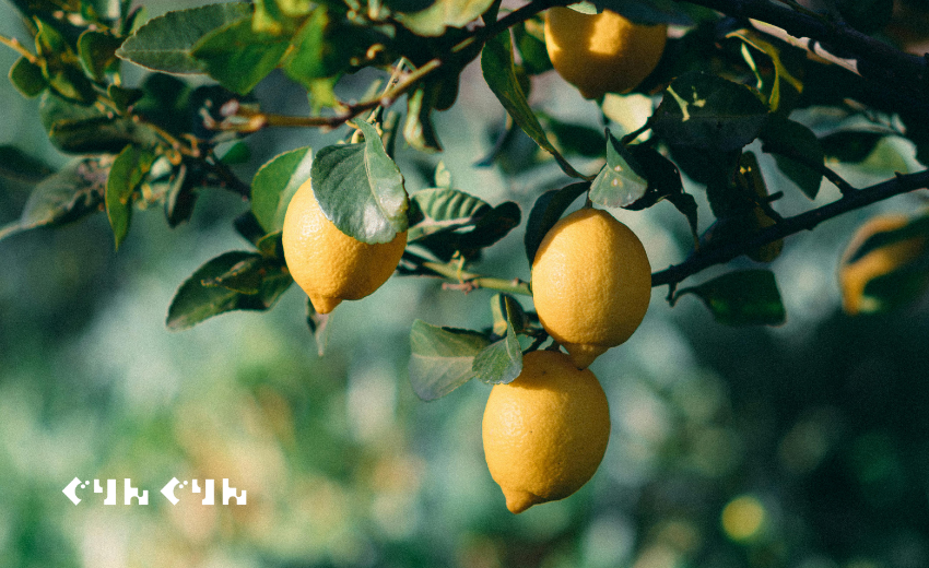 レモンの木