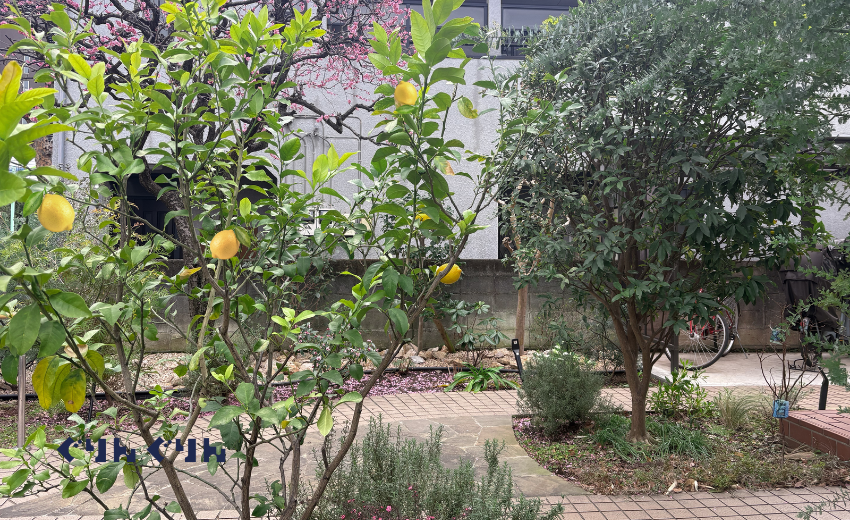 レモンのある庭