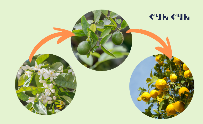 果樹のサイクル