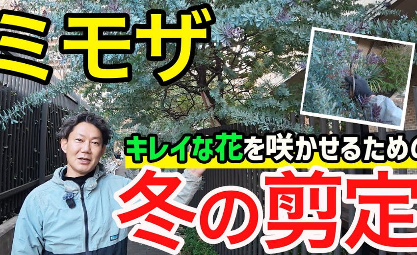 ミモザの花芽が付いた状態で、密になった枝を抜いていきます 蒸れに弱いミモザ 風通し良く剪定するのがオススメ