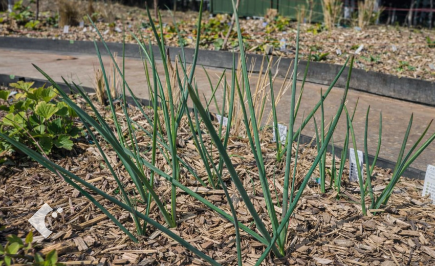 約30cmまで葉が伸び、夏の個性的な開花に向けて成長しているアリウム「レッドモヒカン」の様子