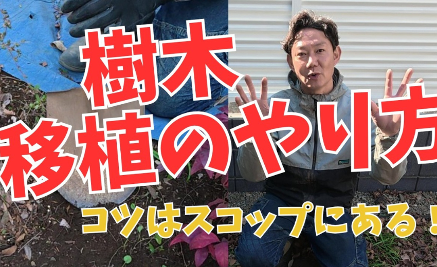 お庭の樹木の位置を変えたい方必見、早く綺麗に掘り取れるコツはスコップの使い方です