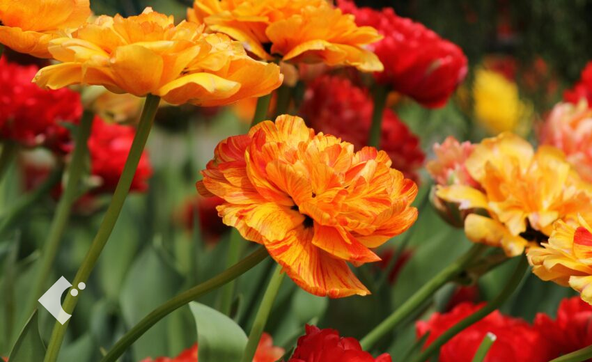 光沢のある花びらが美しいラナンキュラスラックスの花の様子
