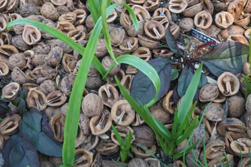 ペンステモン「ハスカーレッド」