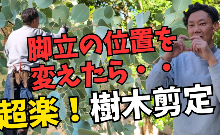 木の剪定について伝授 基本の脚立の立て方から、どの枝を切るかを教えます！時短で楽に剪定をしましょう