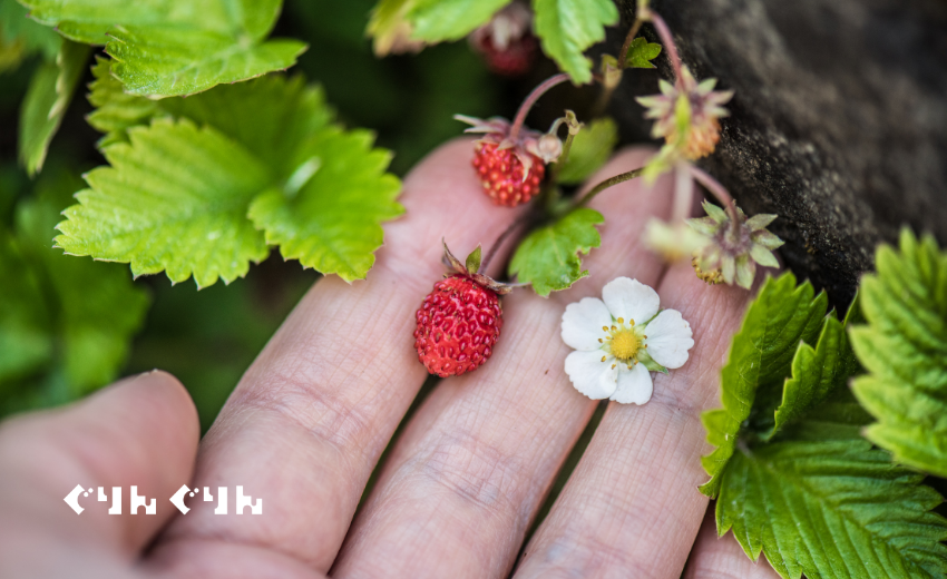 ワイルドストロベリー