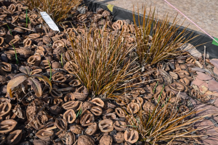 カレックス「プレイリーファイア」