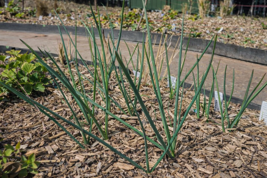 アリウム「レッドモヒカン」（球根）