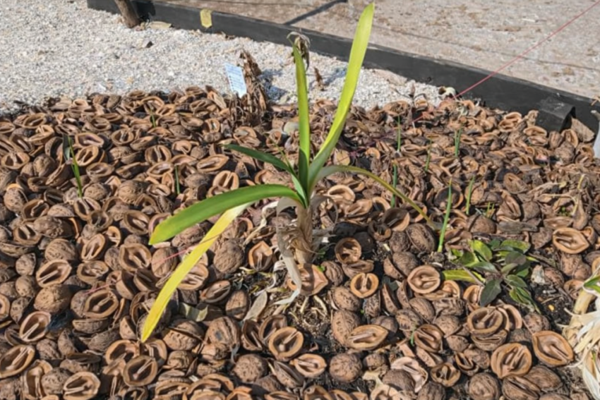 アガパンサス（白）