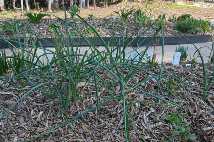 アリウム「レッドモヒカン」（球根）