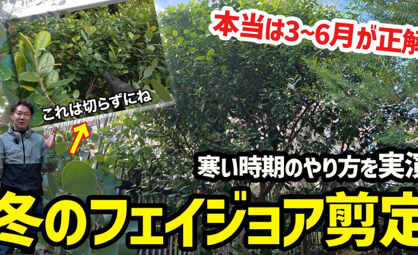 12月に剪定してはいけない理由解説動画