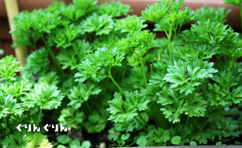 パセリの育て方