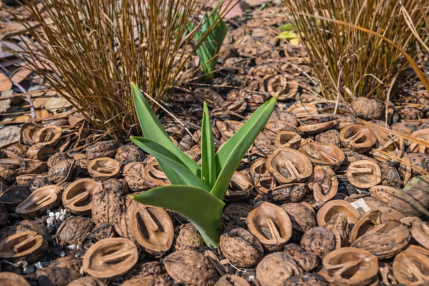アリウム「シュベルティ」（球根）