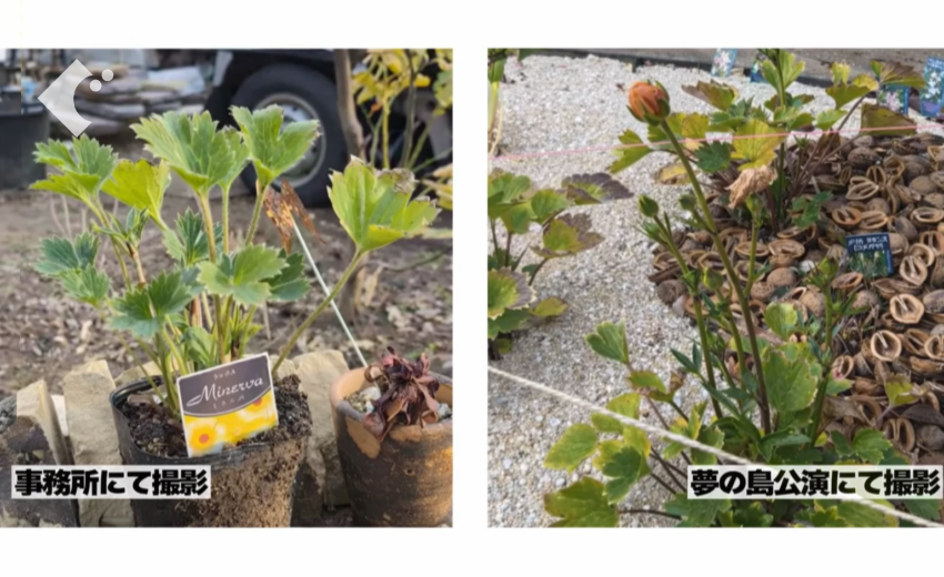 同じラナンキュラスラックス「ミネルバ」でも、夢の島公園と府中市で生育に違いが出ている様子
