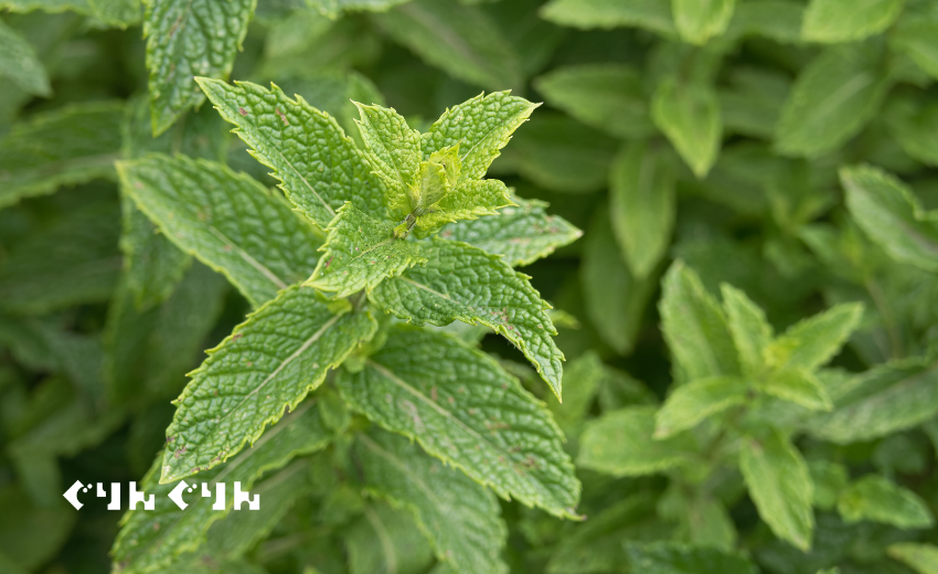 ミント(アップル・スペア)