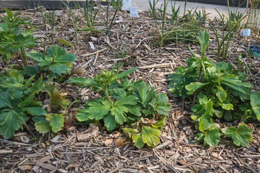 ラナンキュラスラックス「アリアドネ」