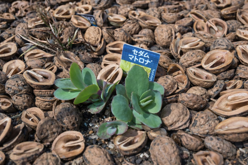 セダム「マトロナ」