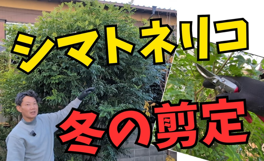 脚立の立て方と剪定の手順解説動画