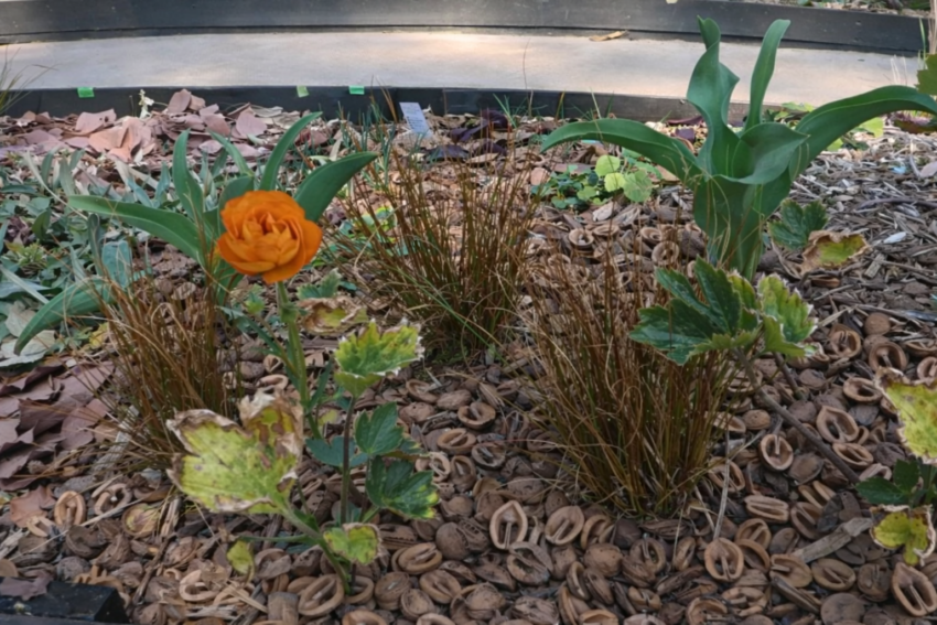 ラナンキュラスラックス「ミネルバ」