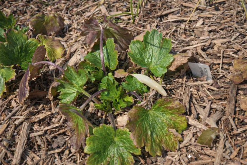 ラナンキュラスラックス「アリアドネ」