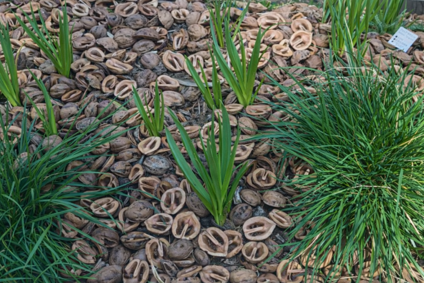 アリウム「コアニー」