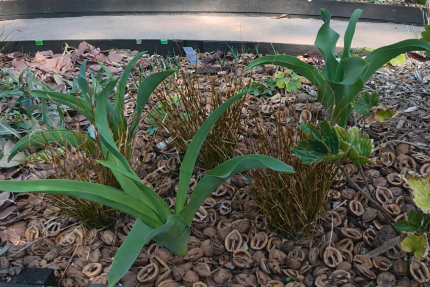 アリウム「シュベルティ」（球根）