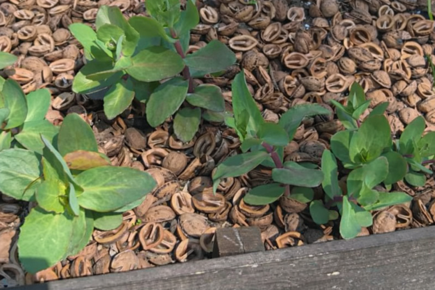 セダム「マトロナ」