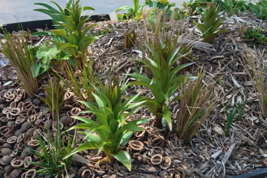 フリチラリア「オレンジビューティ」（球根）